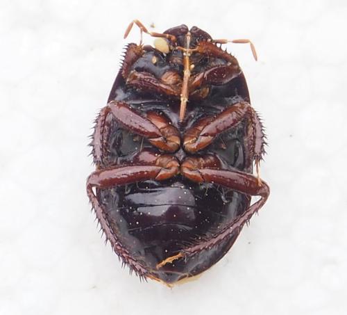 Cyrtomenus emarginatus